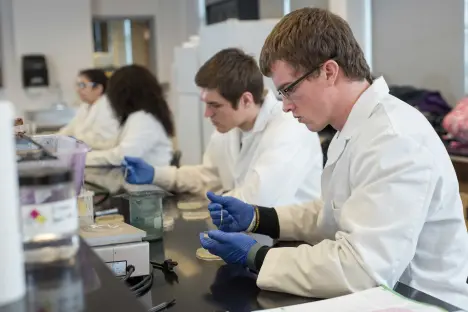 Students working in microbiology lab